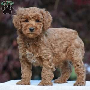 Timmy, Miniature Poodle Puppy